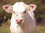 New Zealand's first purpose-built calf feeding system