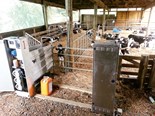 Is automated calf rearing the future?