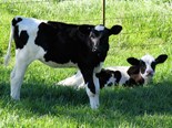 3 tricks to keeping well during calving