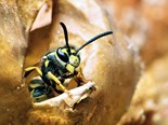 How to get rid of pest wasps