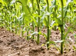 Impressive results for Väderstad’s world-record maize field