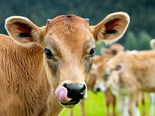 Farm advice: preventing burnout during calving