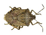 Stink bug threat in NZ