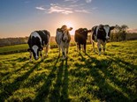Farm advice: More farmers weighing their heifers