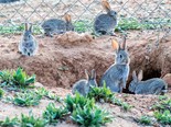 New rabbit virus to be released 