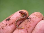 Earthworms improve farm productivity