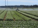 Farm advice: Long-term irrigation plans 