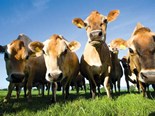 Farm advice: Mycoplasma Bovis and NAIT compliance
