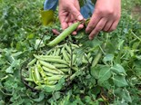 Wairarapa pea production ban extended