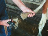 Farm Advice: Leading the way in animal care
