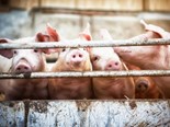 African swine fever reshaping global beef markets