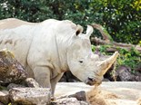Bruce Gordon Contracting delivers feed to Auckland Zoo