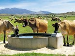 Farm advice: Keep your cows cool this summer