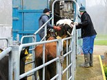 Farm advice: Transporting cows 