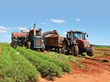 Global farming: South Africa's biggest carrot farm