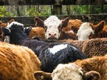 Farm advice: Livestock rustling