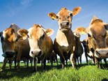 Farm advice: Pasture management for calving