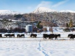 Farm advice: Winter grazing must not compromise animal health and welfare
