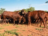 South African beef farming