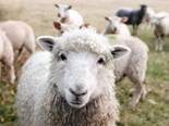 World-first sheep facial recognition technology