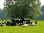 Farm advice: Planning for cool cows in the heat of summer 