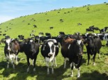Dairy farmers advised to plan for lower milk price 