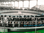 Dairy farm installs largest rotary parlour in China