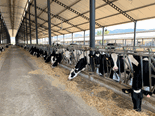 Fluctuating currency hurts Turkish dairy farms input costs