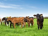 Farm Advice: Preparing for calving over winter