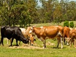 Top 10 ways to manage your cattle in winter