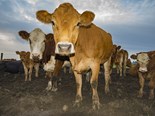 Challenging year ahead for Aussie beef