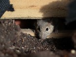 NSW Gov announce mouse plague relief package