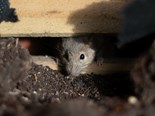 NSW Farmers condemn mouse bait package