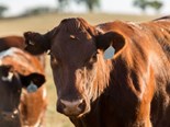 Beef steady as lamb recovers: ANZ