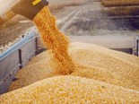 The grains sector is among the most optimistic in Australia, according to Rabobank's survey
