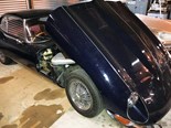 Jaguar Joy - Faine 429
