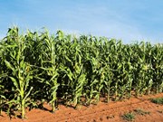 South African grain farmer ventures into new fields