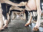 Fact sheet helps dairy farmers plan future
