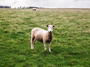 Sheep industry in strongest position for decades