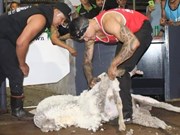 Shearing record falls in Kojonup
