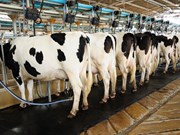 Bumper season but only small production increase: Dairy Australia