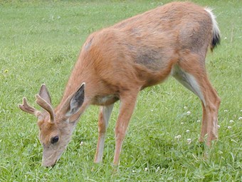 Deer farming initiative wins government support