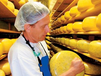 Mercer Cheeses maturing well