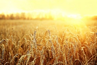 ANZ forecasts strong outlook for grains industry