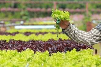 Hydroponics; organic farming set to deliver over next five years