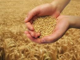 ACCC to intervene on wheat export system