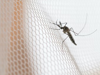 Landmark trial paves way for mosquito eradication