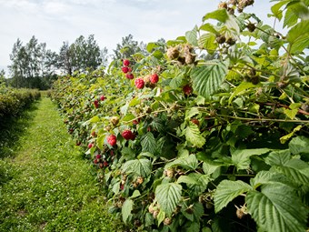 Berries set to bounce back