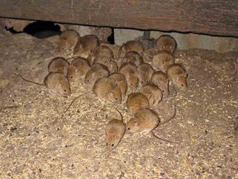 Double strength of mouse baits for best results: CSIRO