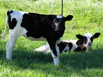 New rules for bobby calves confirmed
